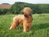 briard