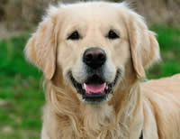 goldenretriever