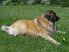 Leonberger